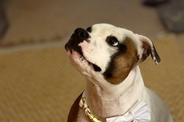 Florrie in her satin collar