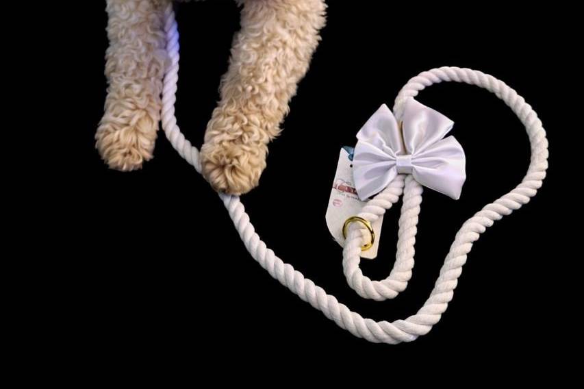 Daisy the ring bearer