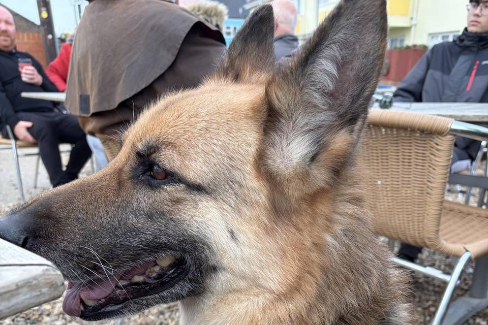 Elsa waiting patiently