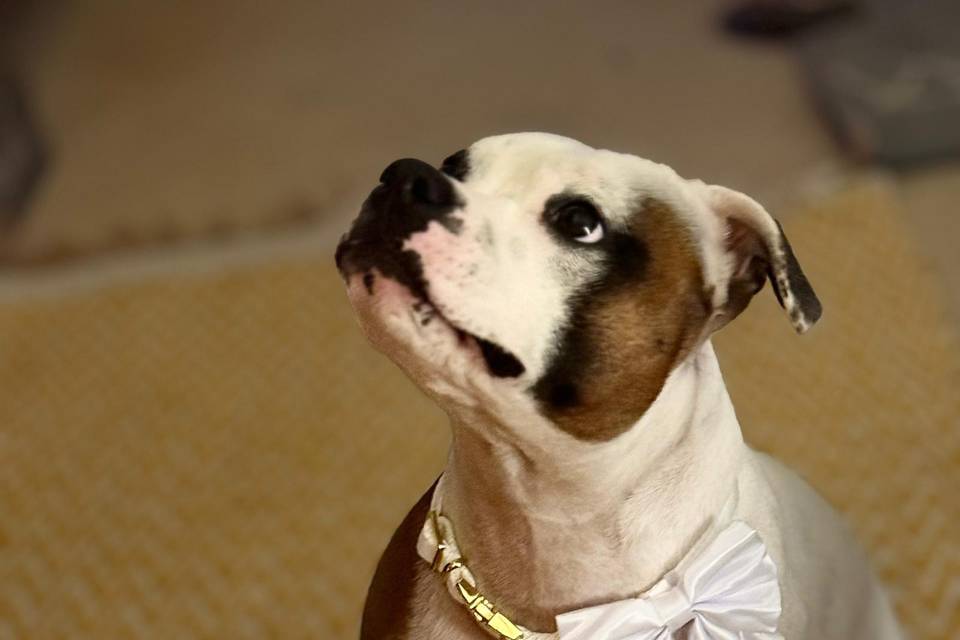 Florrie and her wedding collar