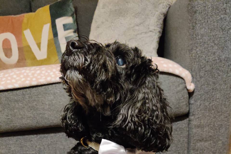 Lola with her satin bow