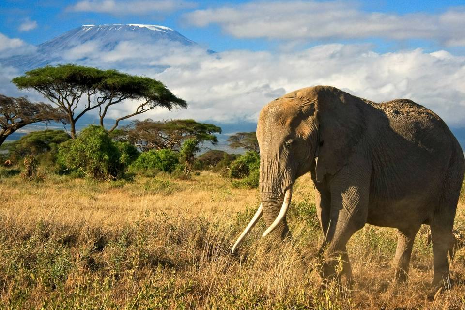 African Safari