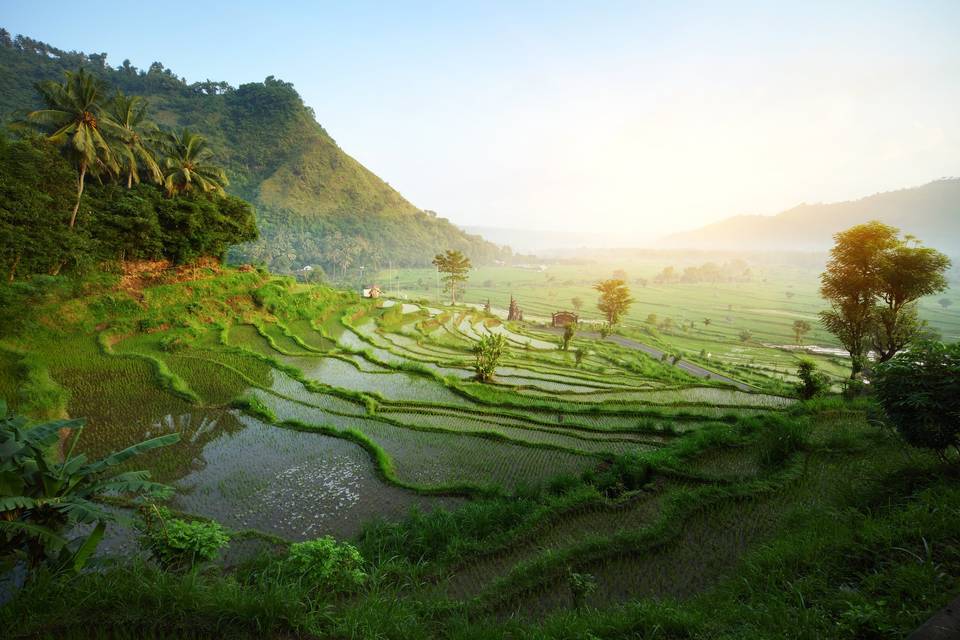 Paddy Fields/Ubud/Bali