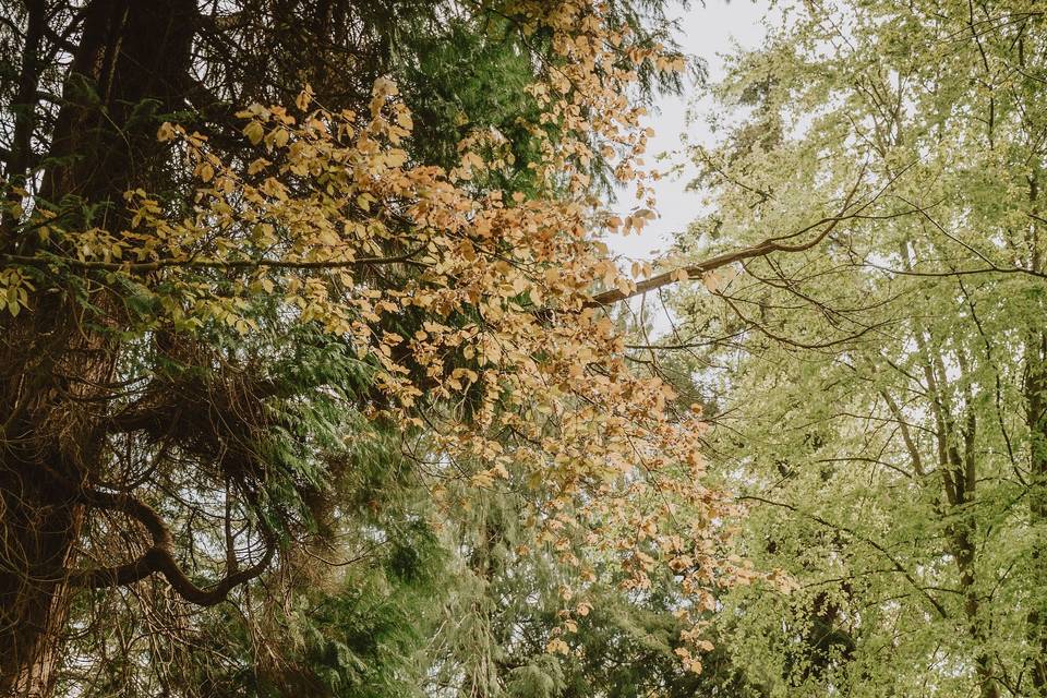 Woodland