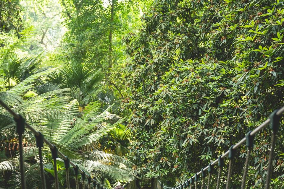 Rope bridge