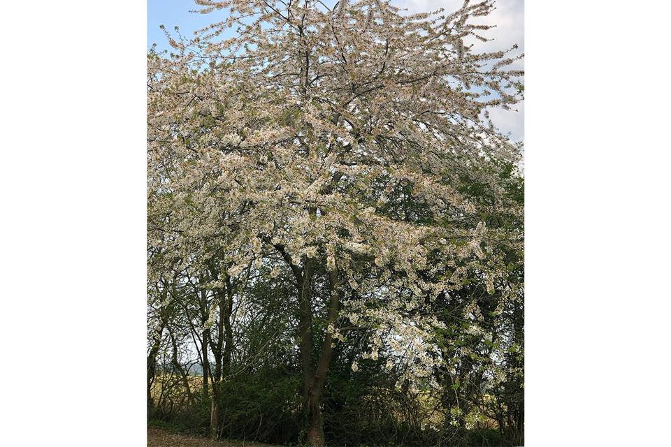 Tree in bloom by cabin