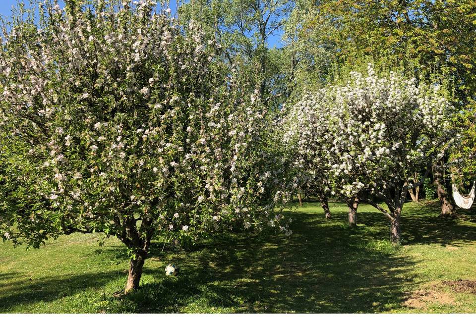 Orchard in bloom