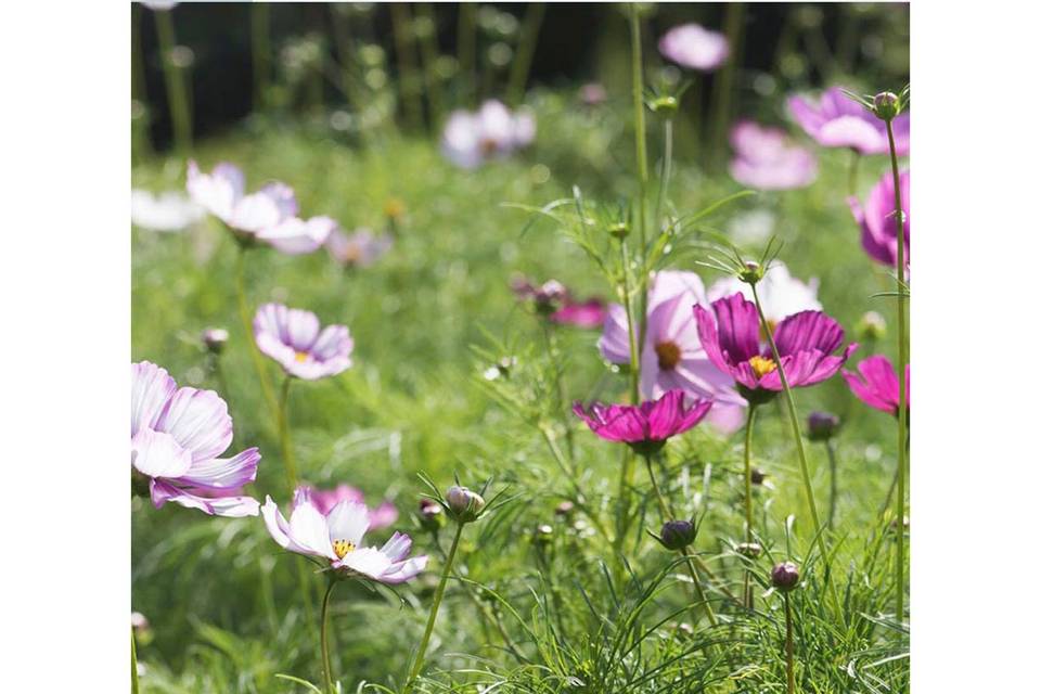 Spring Cosmos flowers