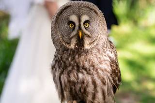 Hawk Conservancy Trust