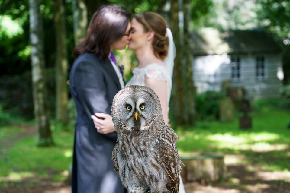 Great Grey Owl