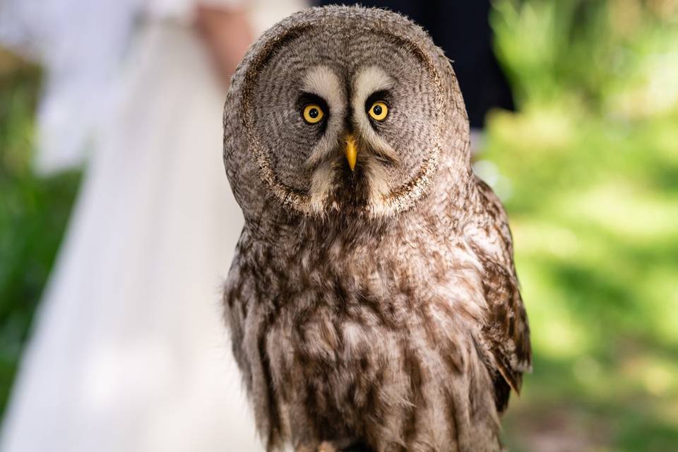 Great Grey Owl