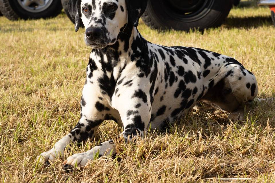 Dalmatian at the celebration