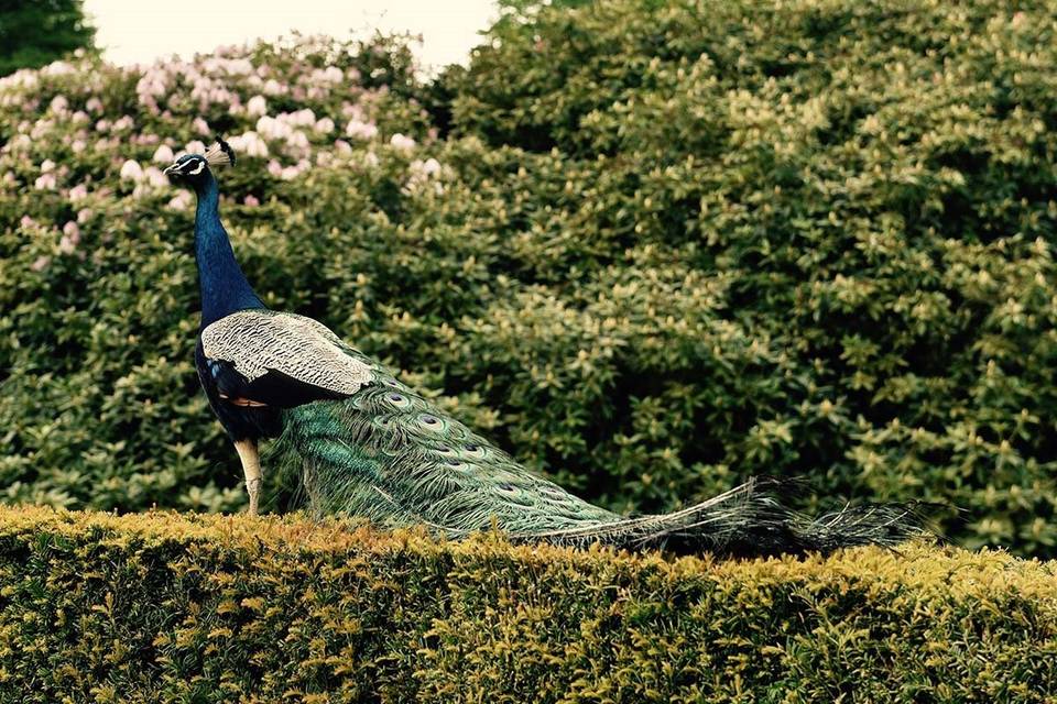 We have a pride of peacocks at Birdsall who wander majestically around the garden