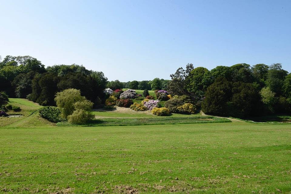 The stunning backdrop of Rhododendrons at Birdsall