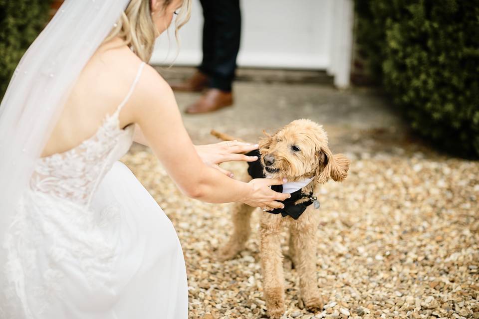 Dog and bride