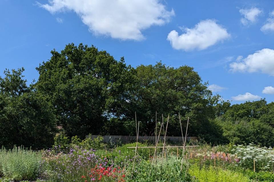 Our flower field