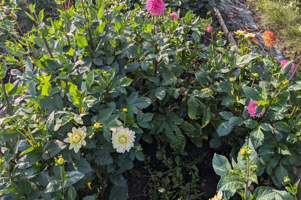 Our flower field