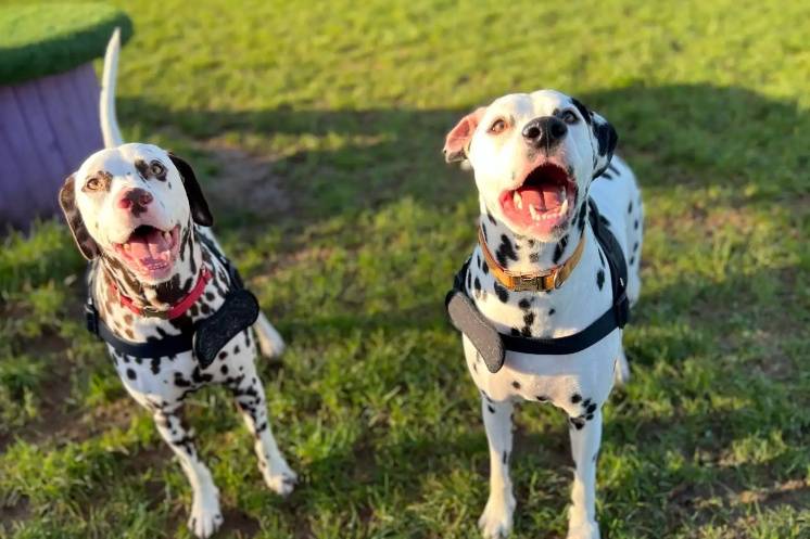 Wedding Sitting - December 25