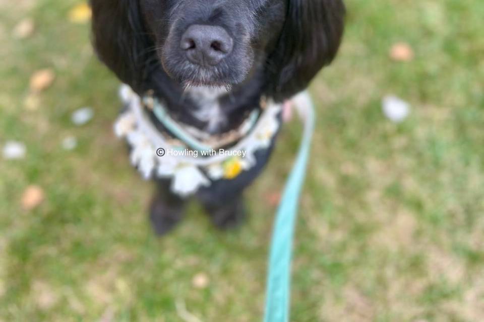 Wedding Chaperone - August 25