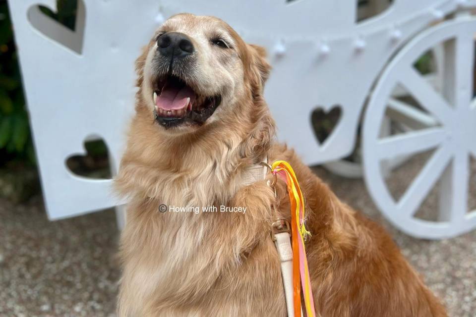 Wedding Chaperone August 25