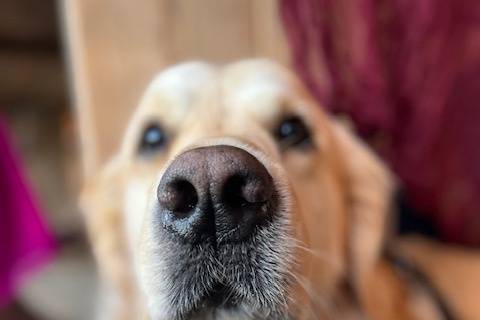 Wedding Chaperone May 25