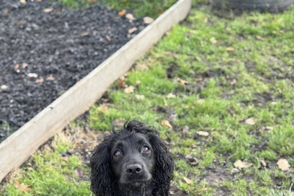 Wedding Sitting - December 25