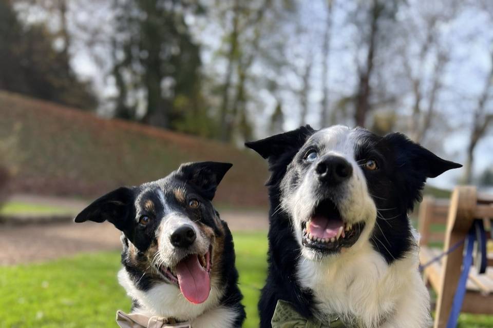 Wedding Chaperone November 25