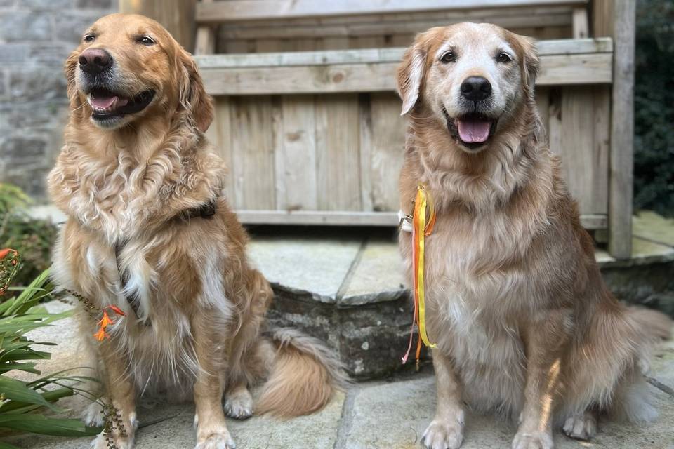 Wedding Chaperone August 25