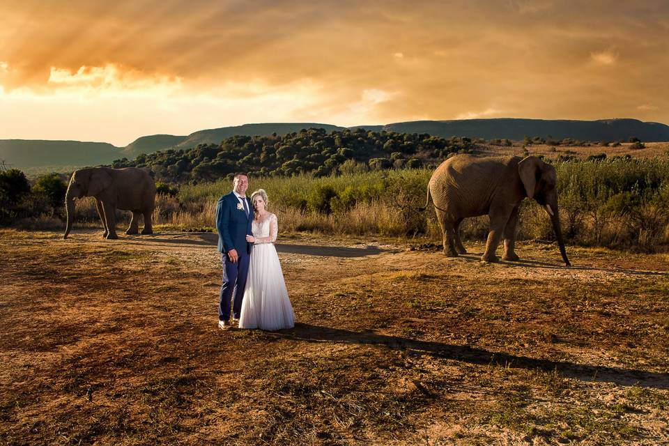 Wedding couple and elephants