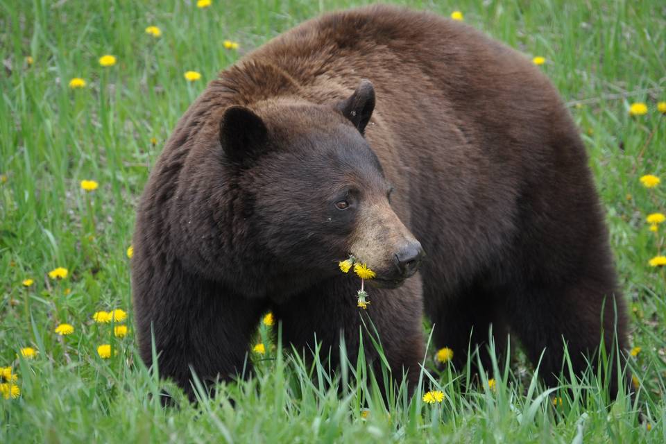 Close encounters with wildlife