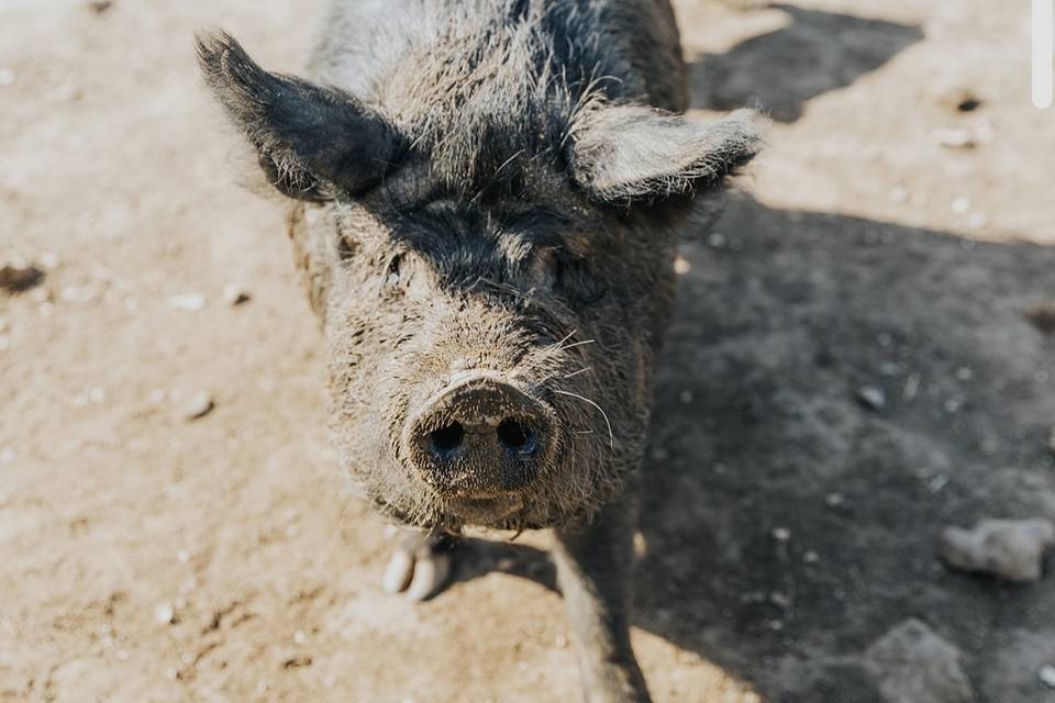 Peggy the pig