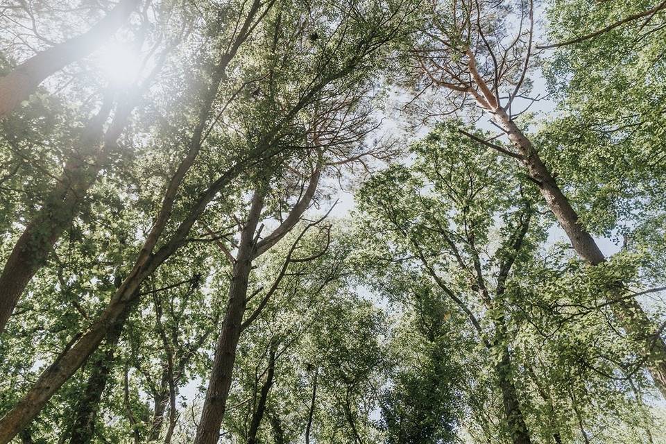 Woods