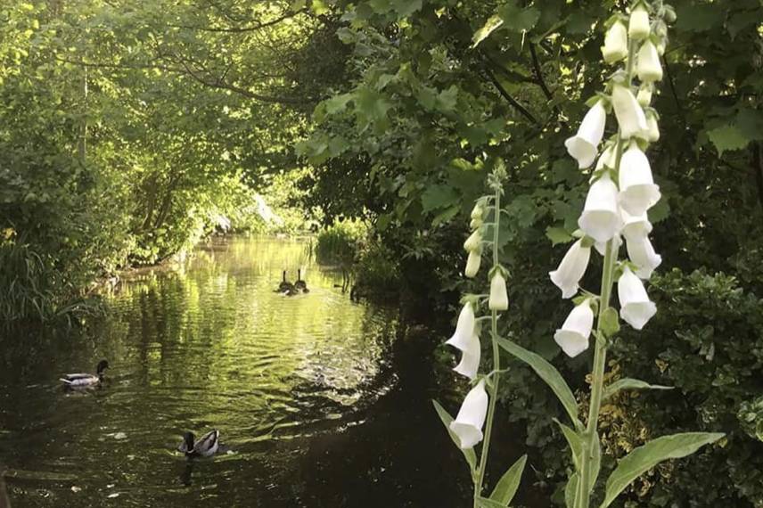 The River Colne in garden