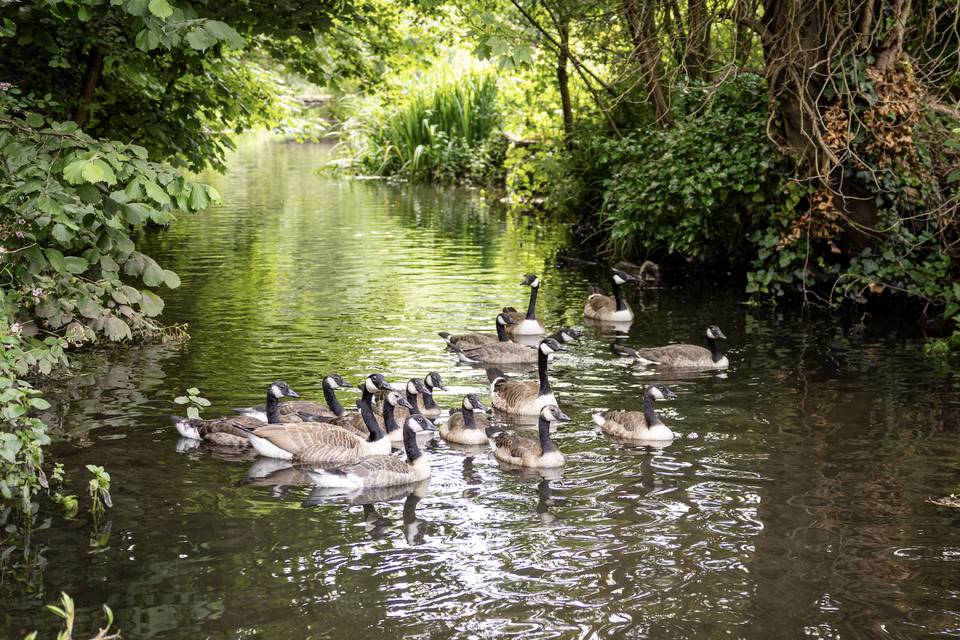 The River Colne in garden