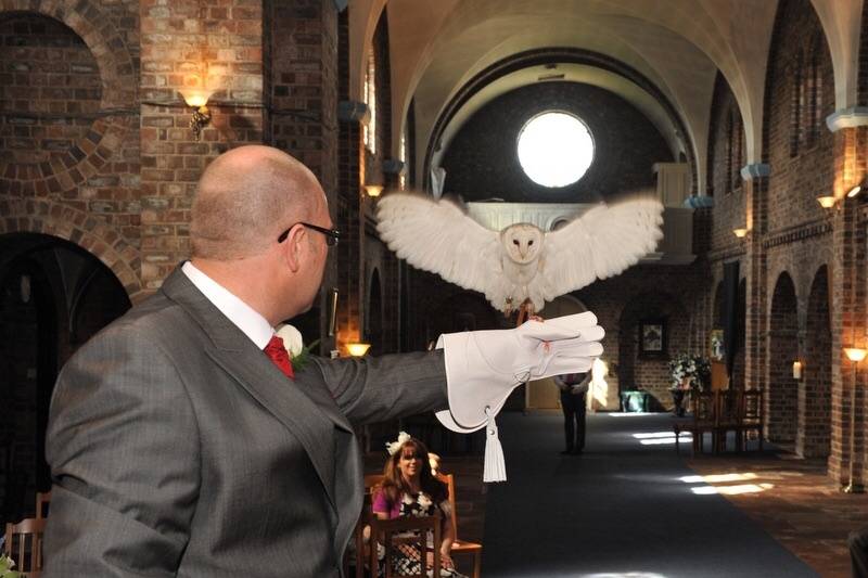 Barn Owl Ring Bearer in Cleveland, Durham - Updated prices | hitched.co.uk