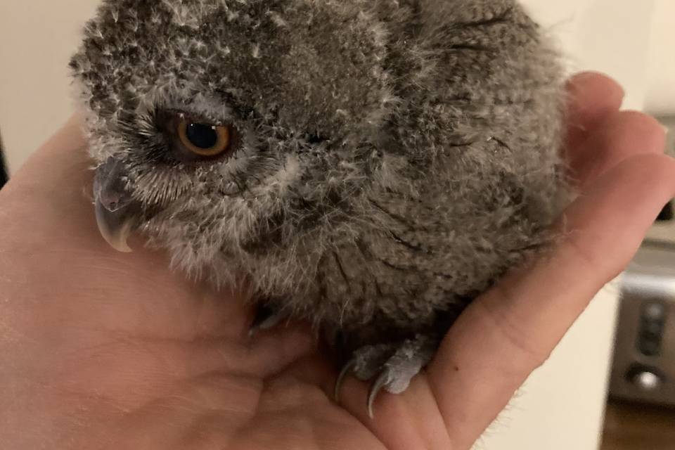 Baby owl