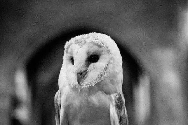 Barn Owl Ring Bearer