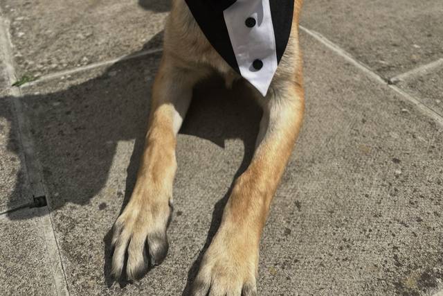 Distinguished gentleman!
