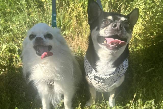 Don’t they look dapper?!