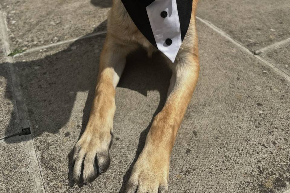 Distinguished gentleman!