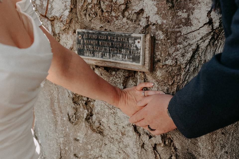 Detail at the kissing tree