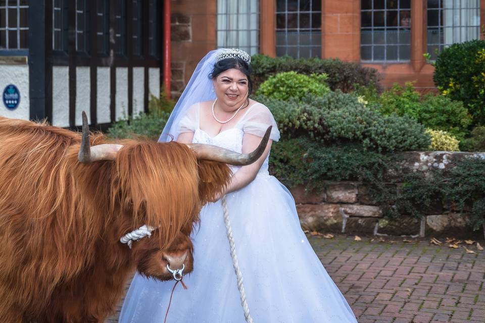 Bride and highland coo