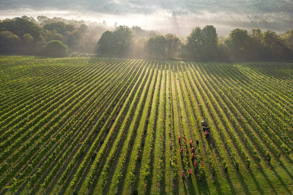 Leonardslee Family Vineyards