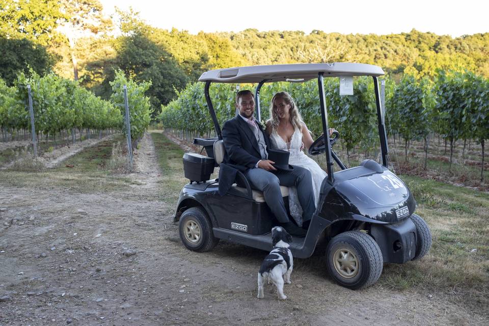 Buggy in vineyard