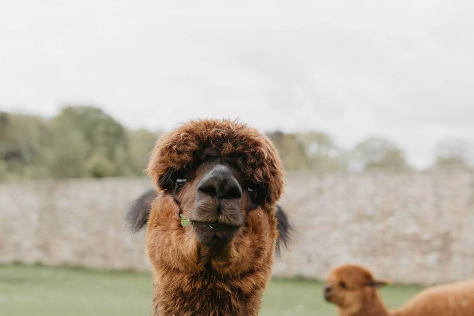 Alpacas