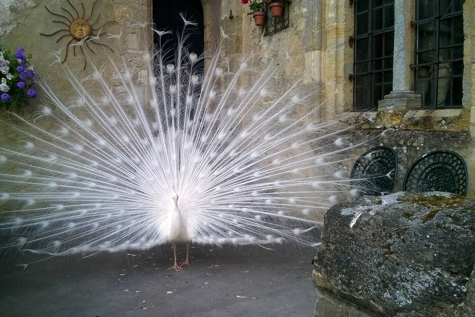 Amberley Castle Bob the Peacock