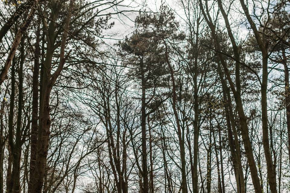 The Woods