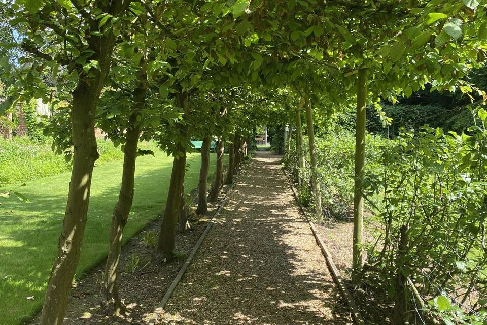 The Tree Arch