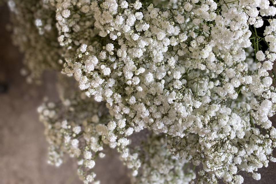 Gypsophila