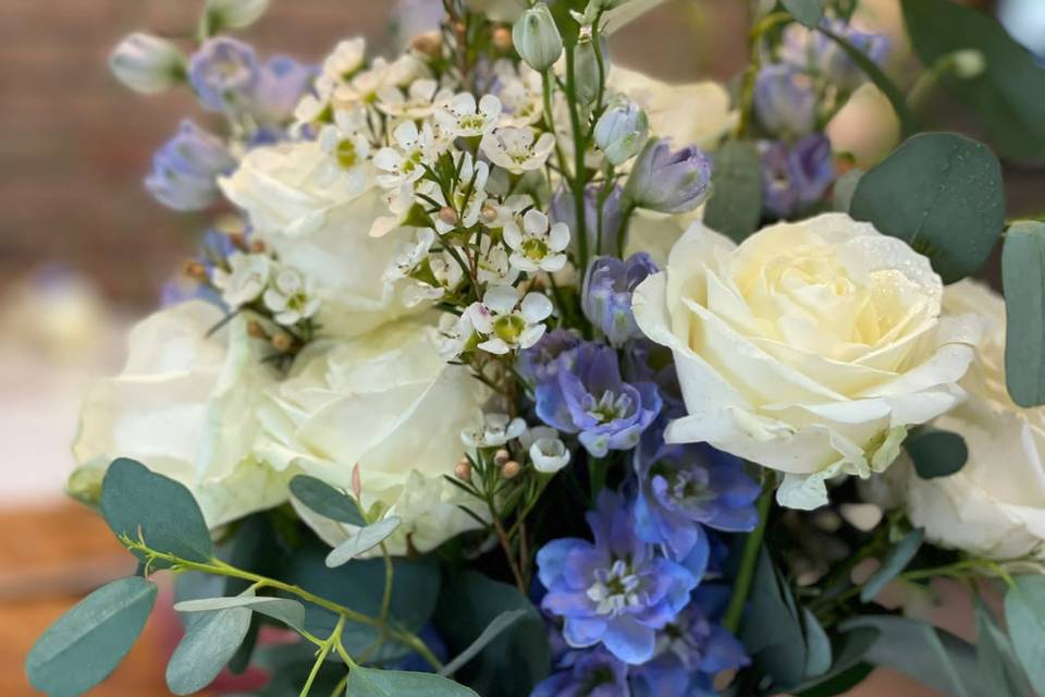 Delphiniums